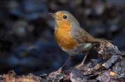 12_DSC7482_European_Robin_poisonous_spider_76pc