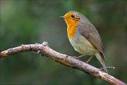 15_DSC6592_European_Robin_purify_53pc