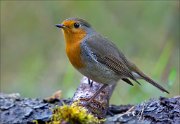 18_DSC3686_European_Robin_austere_74pc