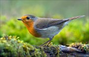 18_DSC3695_European_Robin_blow_79pc