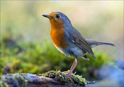 18_DSC3967_European_Robin_giant_88pc