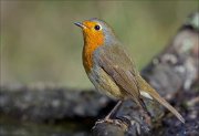 18_DSC5220_European_Robin_cheery_90pc