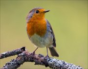 18_DSC5463_European_Robin_scarlet_83pc