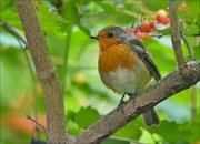 20_DSC6242_European_Robin_guelder_48pc