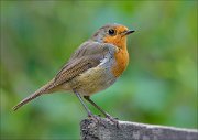 20_DSC6267_European_Robin_slimness_83pc