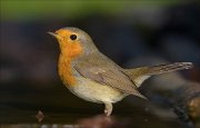 22_DSC8684_European_Robin_harsh_92pc