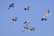 03_DSC4566_Rock_Dove_groupflight_74pc