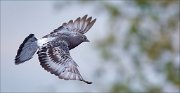 11_DSC3231_Rock_Dove_outspread_46pc