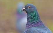 15_DSC3479_Rock_Dove_daze_77pc