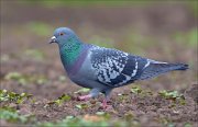 15_DSC3541_Rock_Dove_foot_69pc