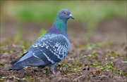 15_DSC3555_Rock_Dove_gloss_56pc