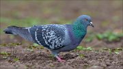 15_DSC3568_Rock_Dove_rummage_88pc