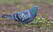 15_DSC3572_Rock_Dove_grower_78pc