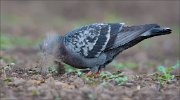 15_DSC3662_Rock_Dove_miner_76pc