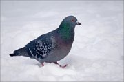 P1580325_Rock_Dove_in_the_snow_88pc