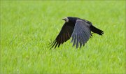 01_DSC0730_Rook_low_flight_36pc