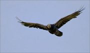 01_DSC4260_Rook_in_straight_flight_50pc