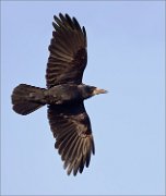 03_DSC8997_Rook_banking_in_flight_48pc