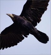 04_DSC1701_Rook_zoom_in_56pc