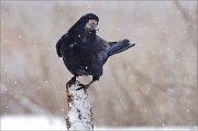 04_DSC9445_Rook_in_snow_64pc