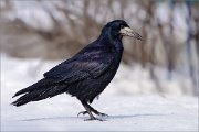 05_DSC0246_Rook_magnificent_100pc