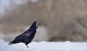 05_DSC0247_Rook_yell_88pc