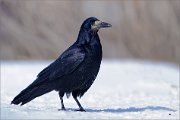 05_DSC0314_Rook_iridescent_65pc