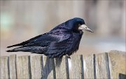 14_DSC9496_Rook_sparkling_68pc