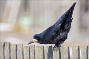 14_DSC9508_Rook_equipoise_80pc