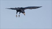 21_DSC0887_Rook_skim_43pc