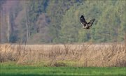 12_DSC1271_Rough-legged_Buzzard_patrol_17pc