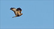 12_DSC1287_Rough-legged_Buzzard_comply_7pc