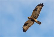 18_DSC8989_Rough-legged_Buzzard_supervisor_39pc