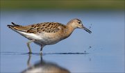 12_DSC0003_Ruff_maggot_34pc