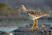 17_DSC2515_Ruff_islet_80pc