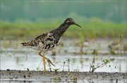 P1600565_Ruff_on_little_sand_island_52pc