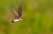 04_DSC0397_Sand_Martin_in_flight_18pc