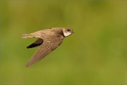 04_DSC0580_Sand_Martin_in_flight_15pc