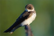 05_DSC3542_Sand_Martin_rare_perching_100pc