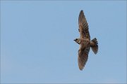 06_DSC8110_Sand_Martin_wings_test_9pc