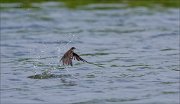 11_DSC5997_Sand_Martin_splash_out_43pc