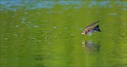 11_DSC6323_Sand_Martin_plunge_23pc