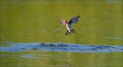 11_DSC6330_Sand_Martin_resurgence_34pc