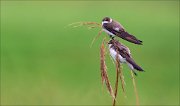 14_DSC3848_Sand_Martin_illative_30pc