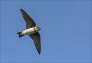 20_DSC3719_Sand_Martin_escapade_28pc