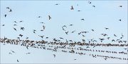 20_DSC3864_Sand_Martin_overtone_60pc