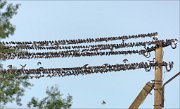 20_DSC3904_Sand_Martin_consistency_90pc