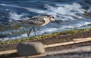 23_DSC8245_Sanderling_storm_18pc