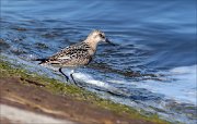 23_DSC8258_Sanderling_roller_8pc