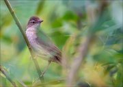 12_DSC8728_Savis_Warbler_loom_67pc